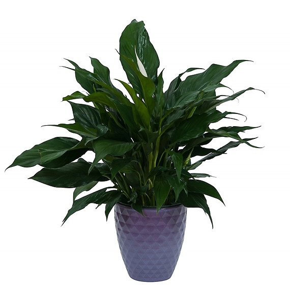 Peace Lily Plant in Ceramic Container: 6\", 8\", or 10\" options